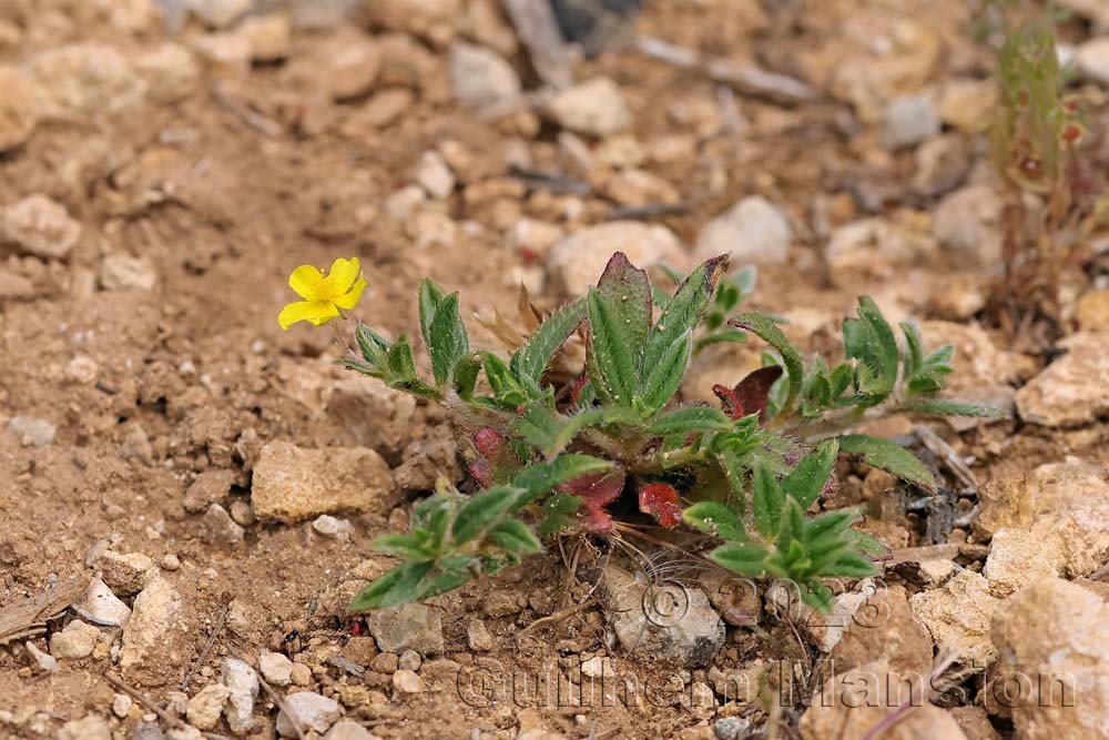 Helianthemum oelandicum subsp. incanum [H. canum]