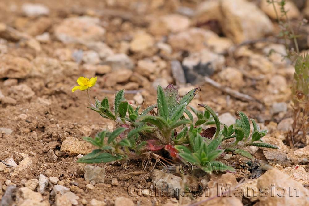 Helianthemum oelandicum subsp. incanum [H. canum]