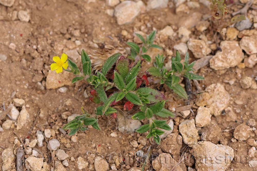 Helianthemum oelandicum subsp. incanum [H. canum]