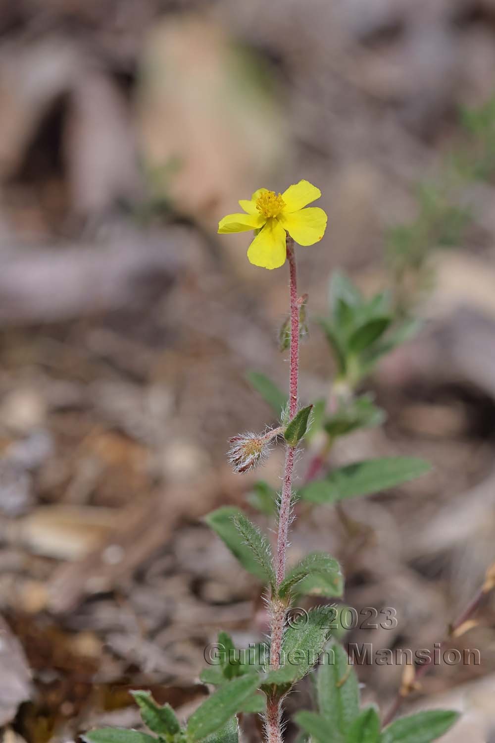 Helianthemum oelandicum subsp. incanum [H. canum]