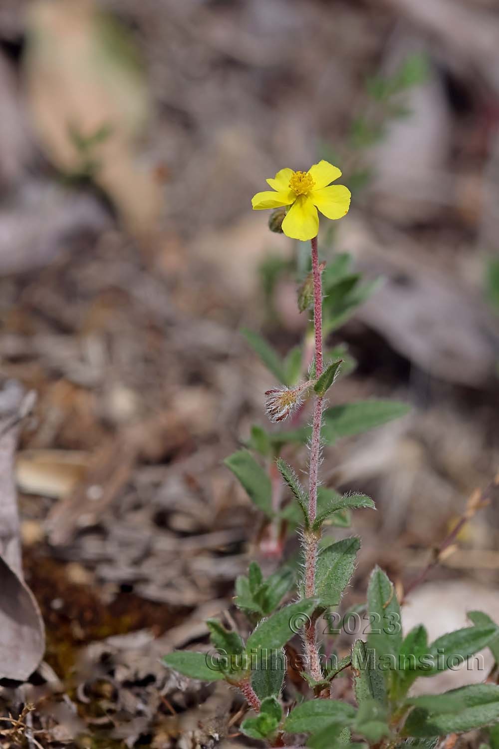 Helianthemum oelandicum subsp. incanum [H. canum]