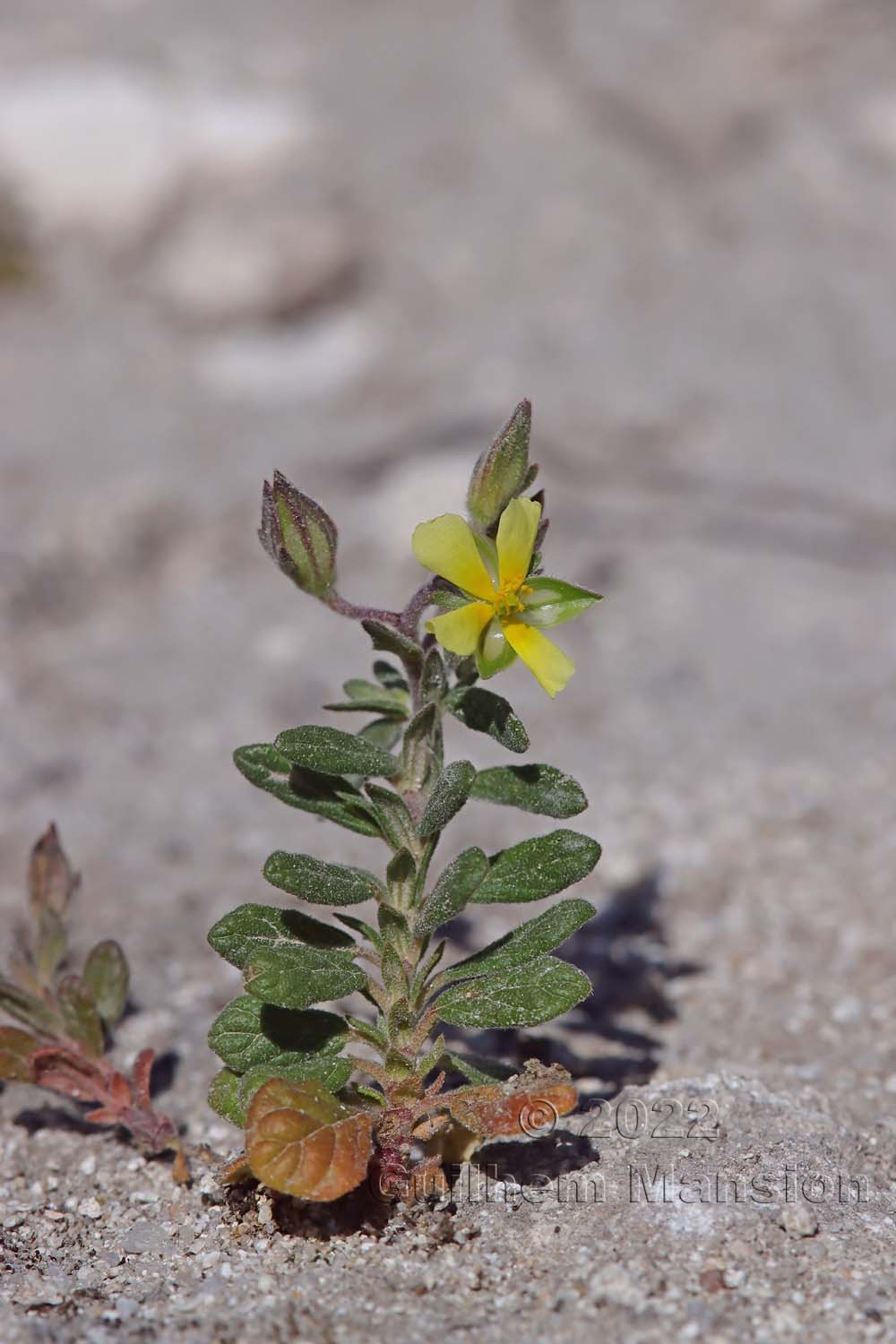 Helianthemum salicifolium