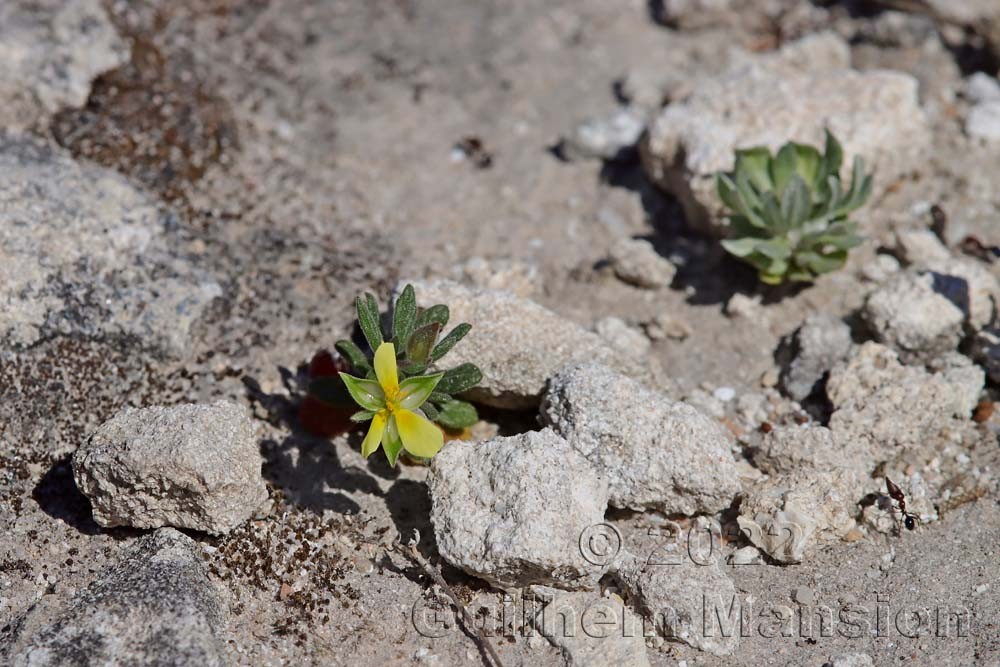 Helianthemum salicifolium