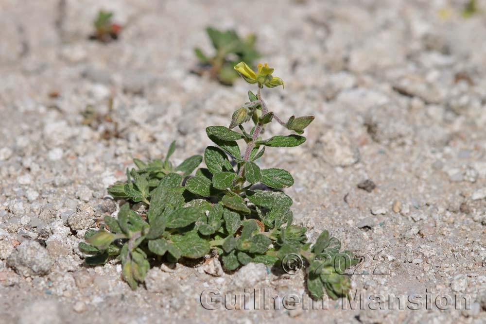 Helianthemum salicifolium