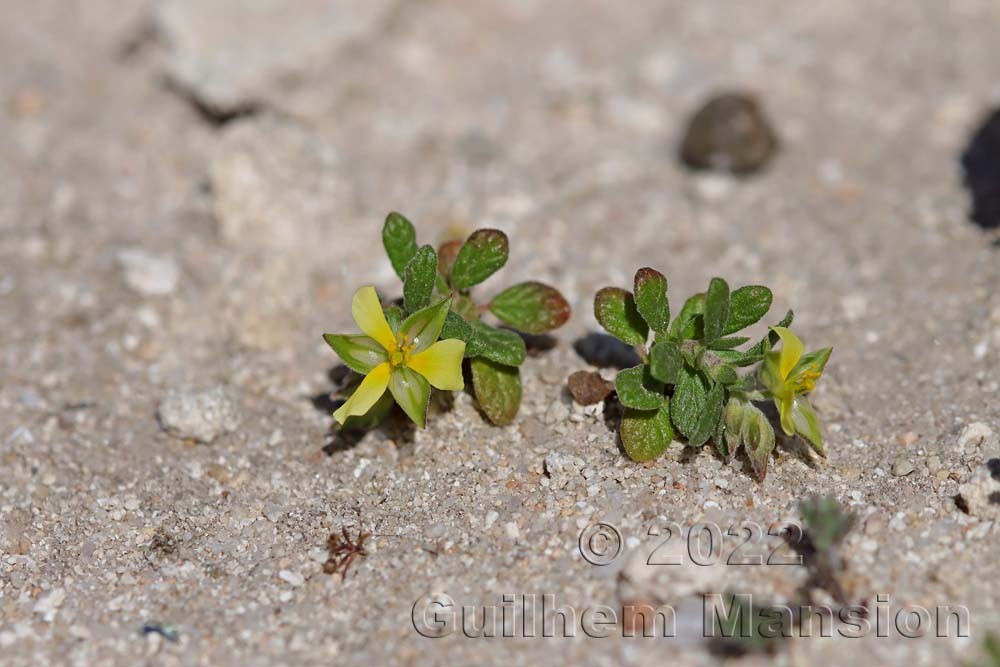 Helianthemum salicifolium