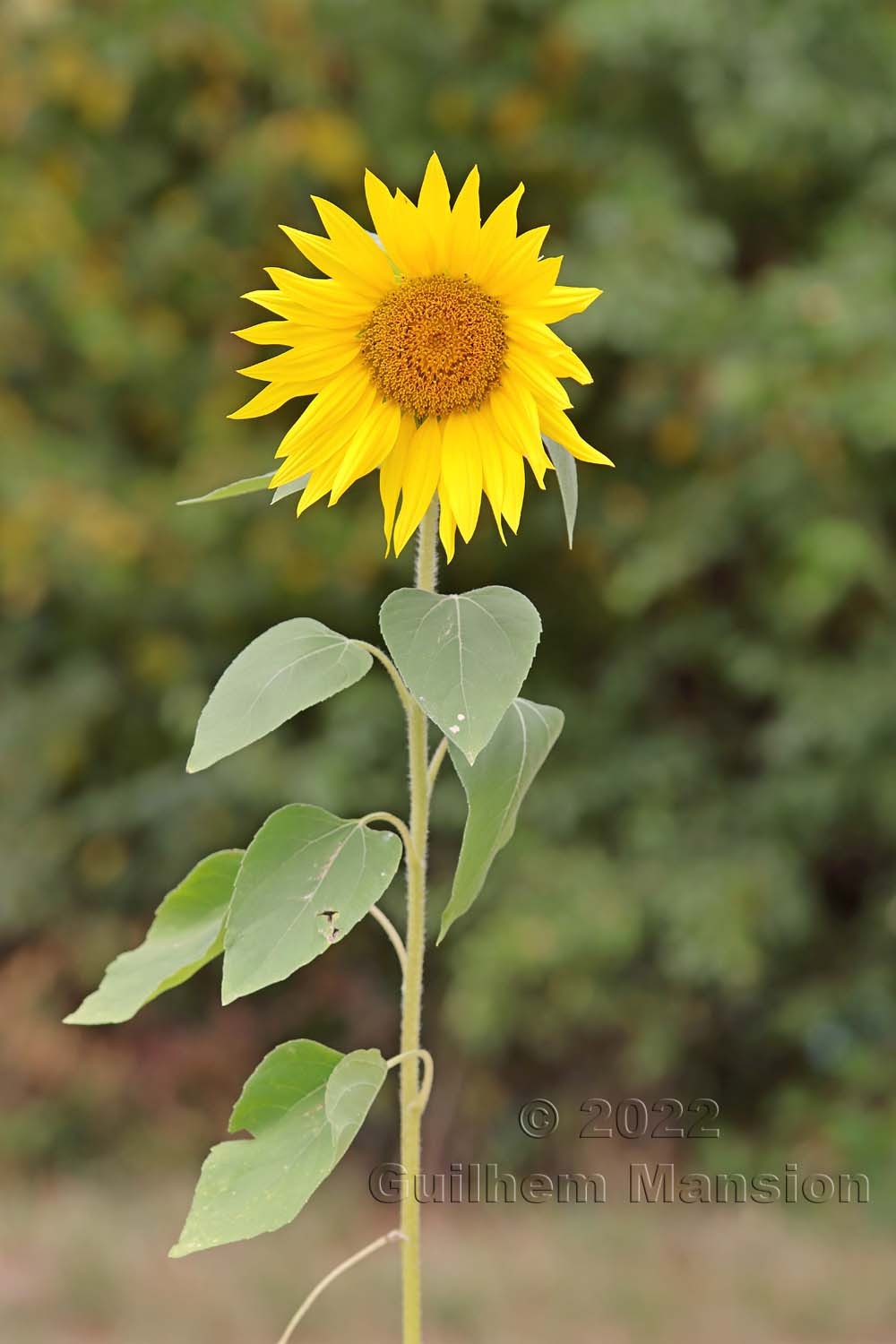 Helianthus tuberosus