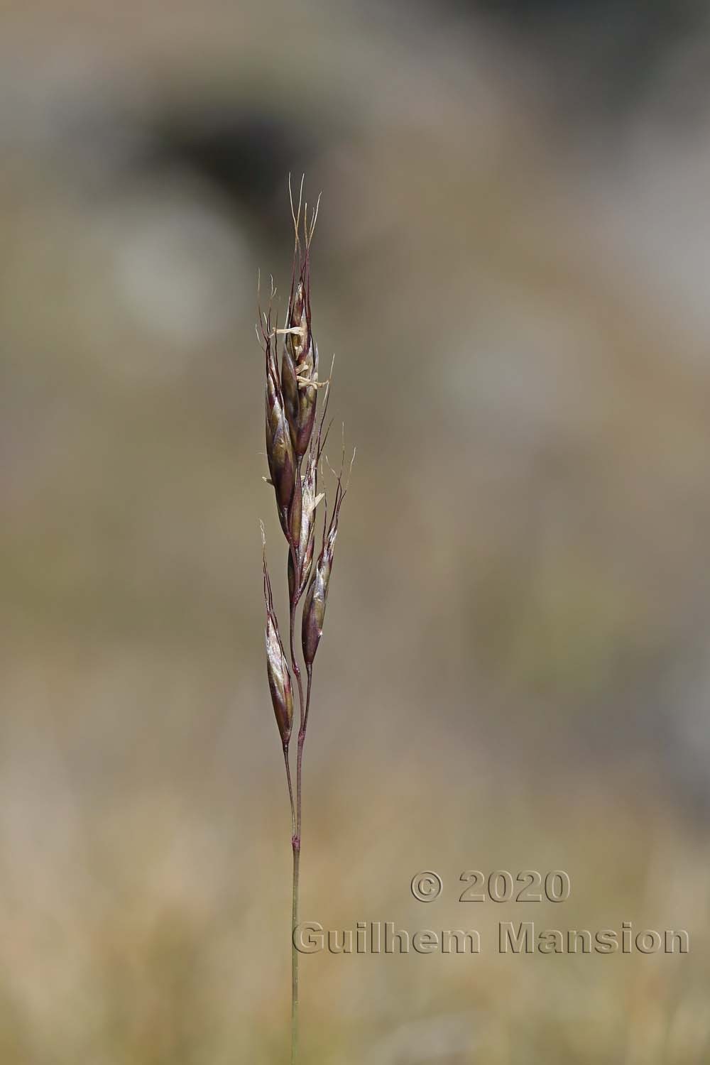 Helictochloa [Helictotrichon] versicolor