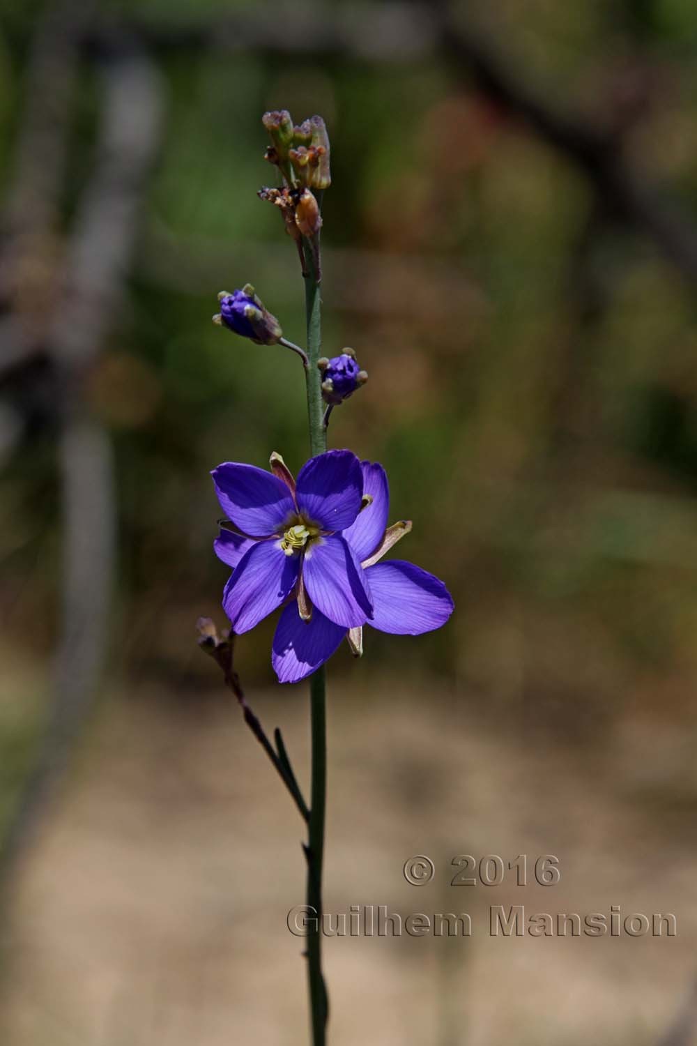 Heliophila sp.