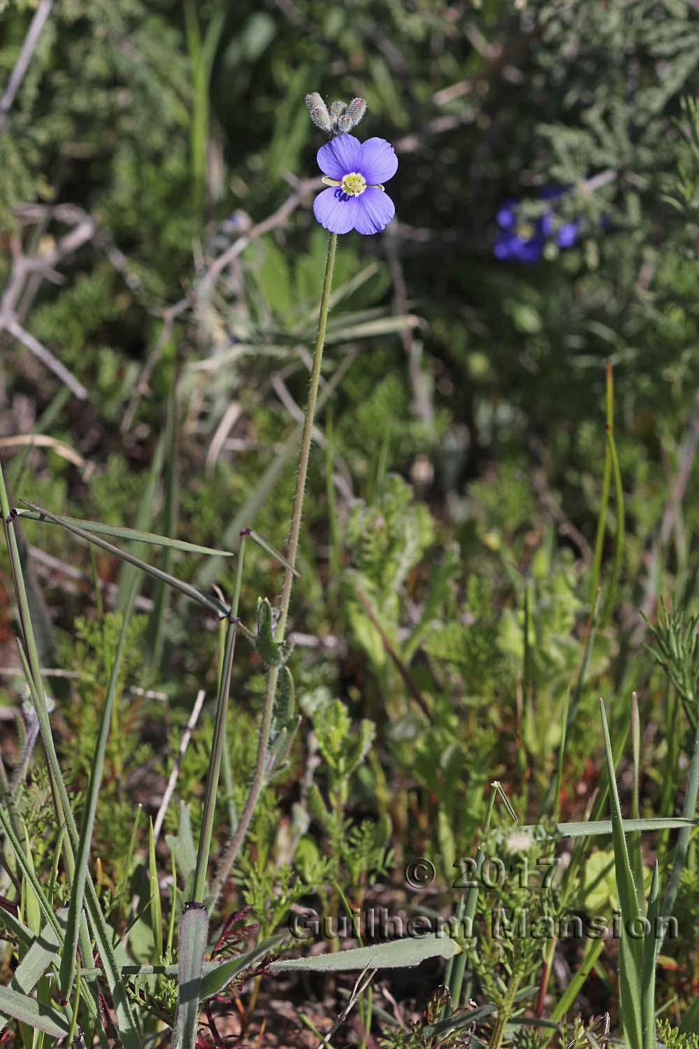 Heliophila sp.