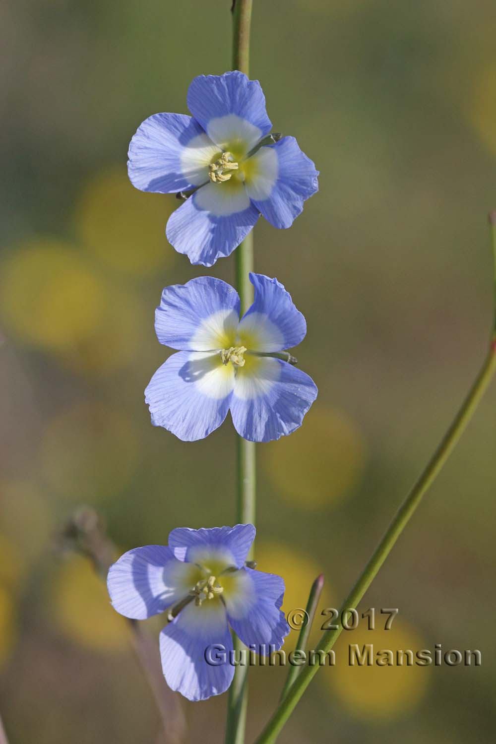 Heliophila sp.