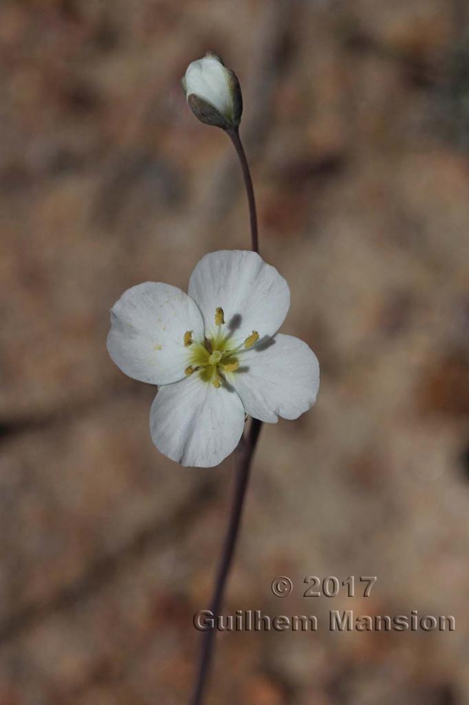 Heliophila sp.