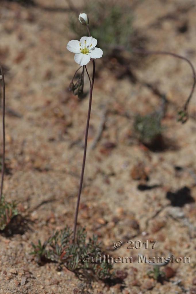 Heliophila sp.