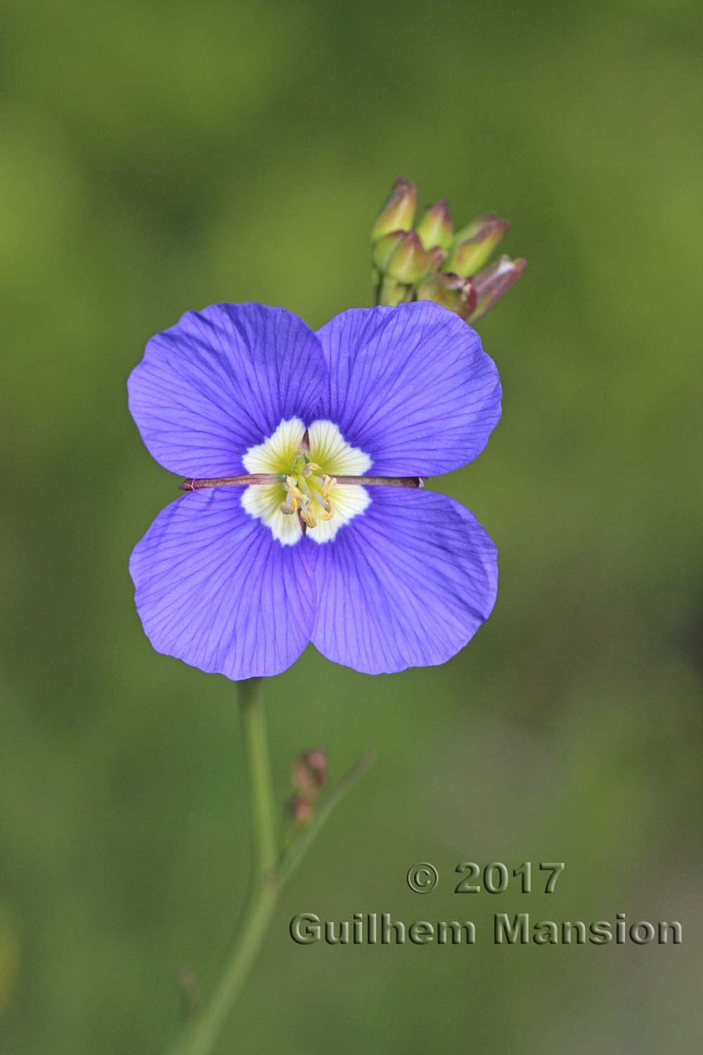 Heliophila coronopifolia