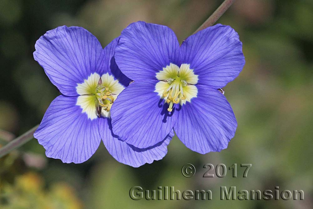 Heliophila coronopifolia