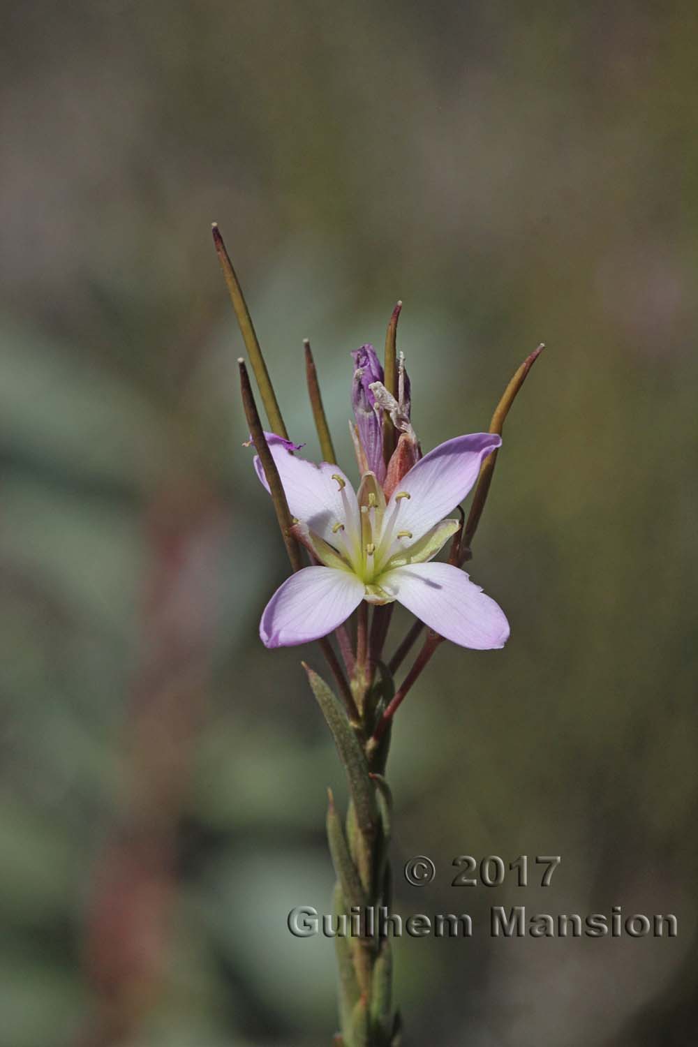 Heliophila scoparia