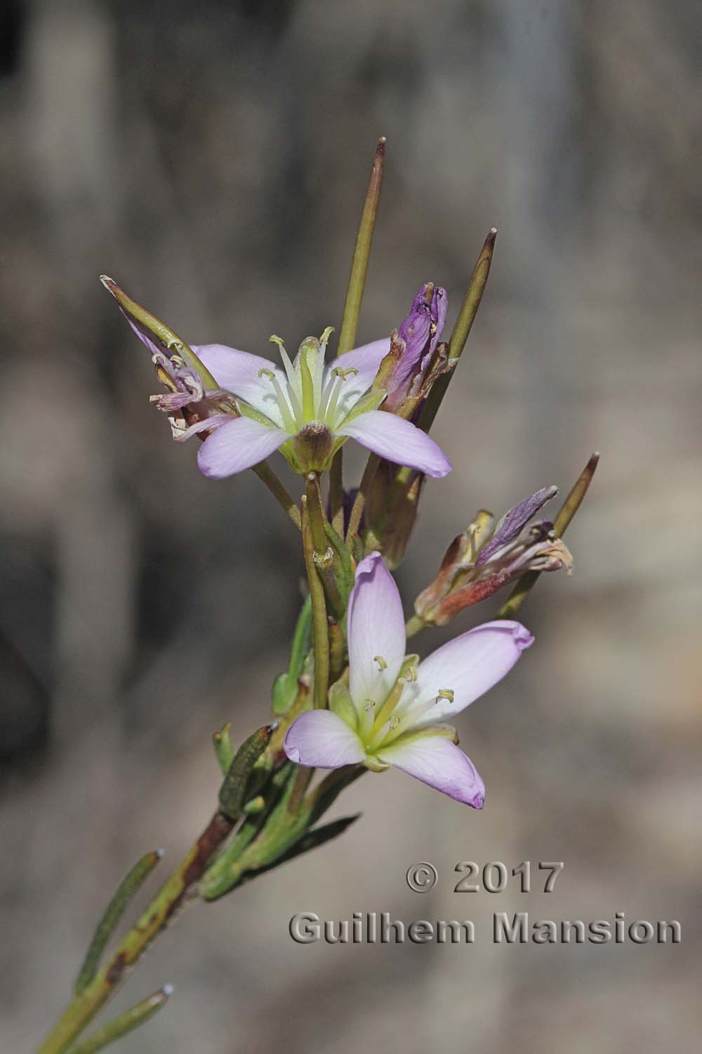 Heliophila scoparia