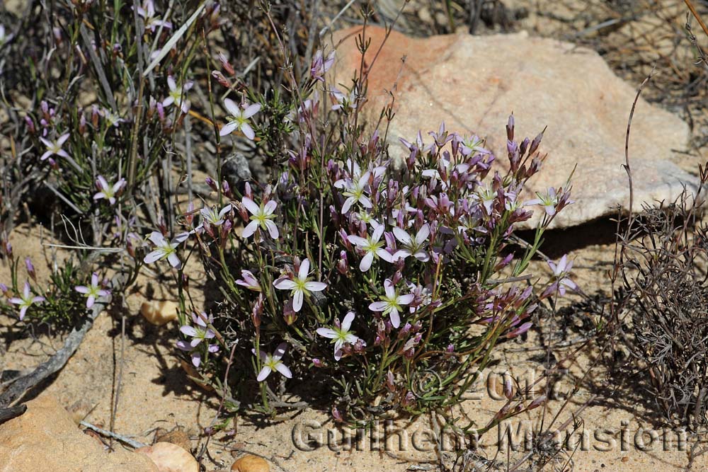 Heliophila scoparia