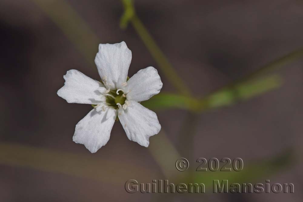 Heliosperma pusillum [Silene pusilla]