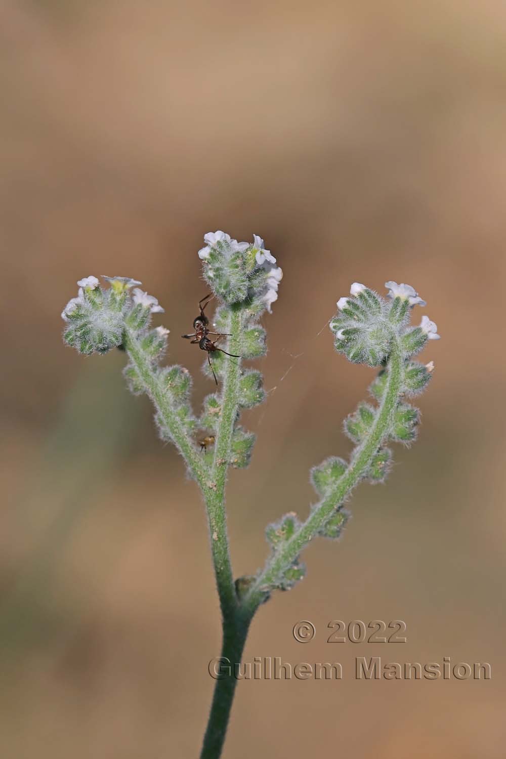 Heliotropium europaeum