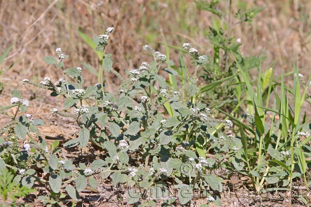 Heliotropium europaeum