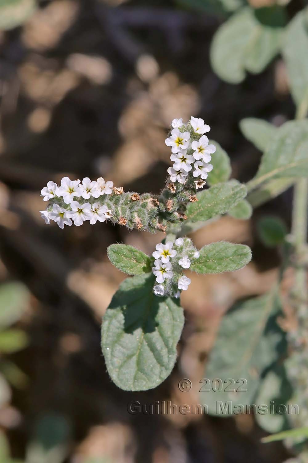 Heliotropium europaeum