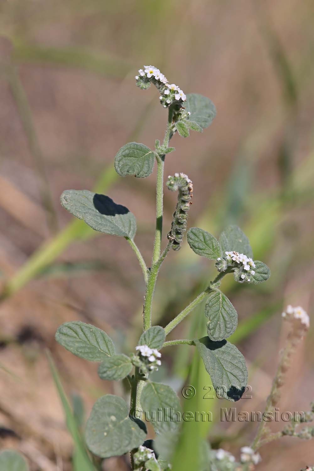 Heliotropium europaeum