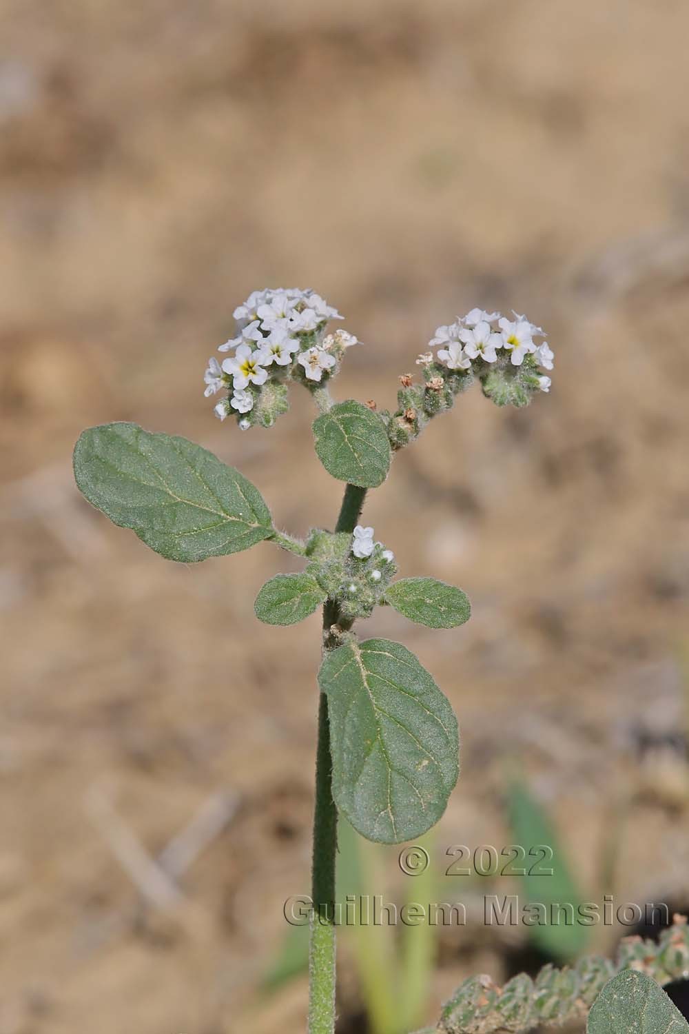 Heliotropium europaeum