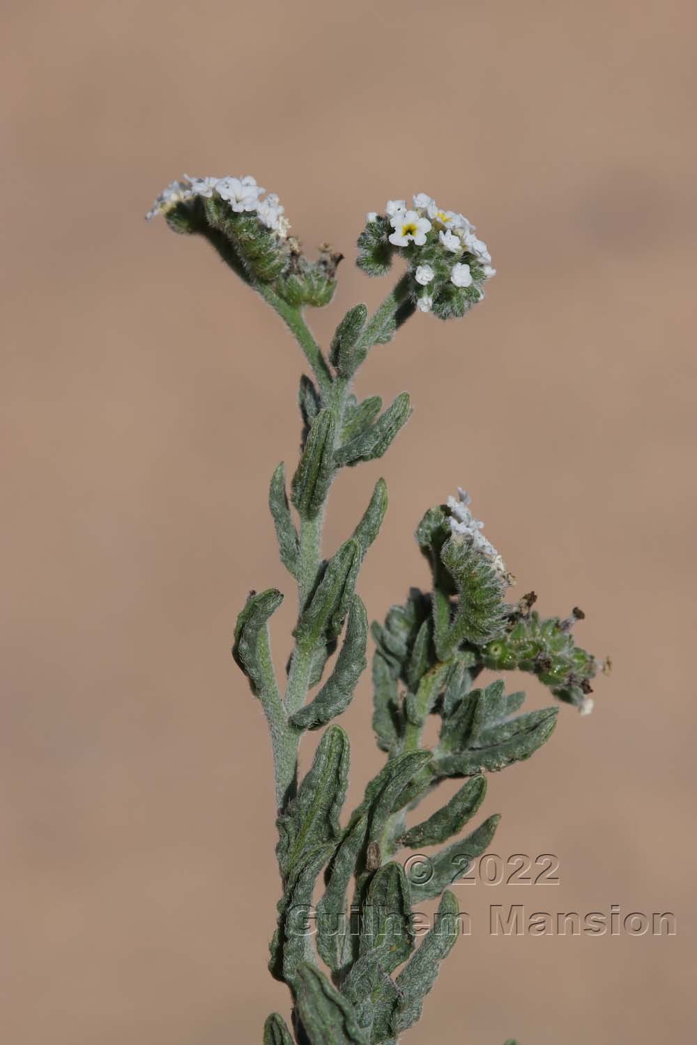 Heliotropium ramosissimum