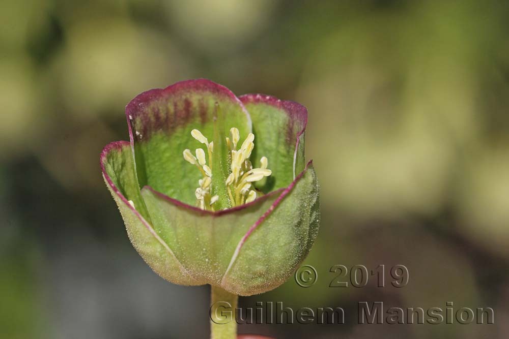 Helleborus foetidus