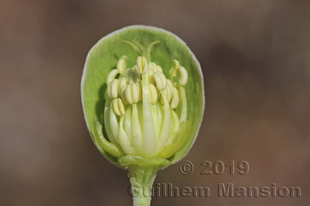 Helleborus foetidus