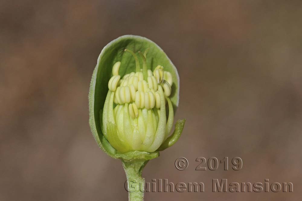 Helleborus foetidus