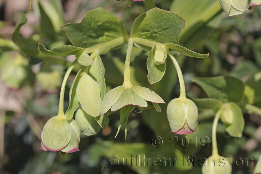 Helleborus foetidus