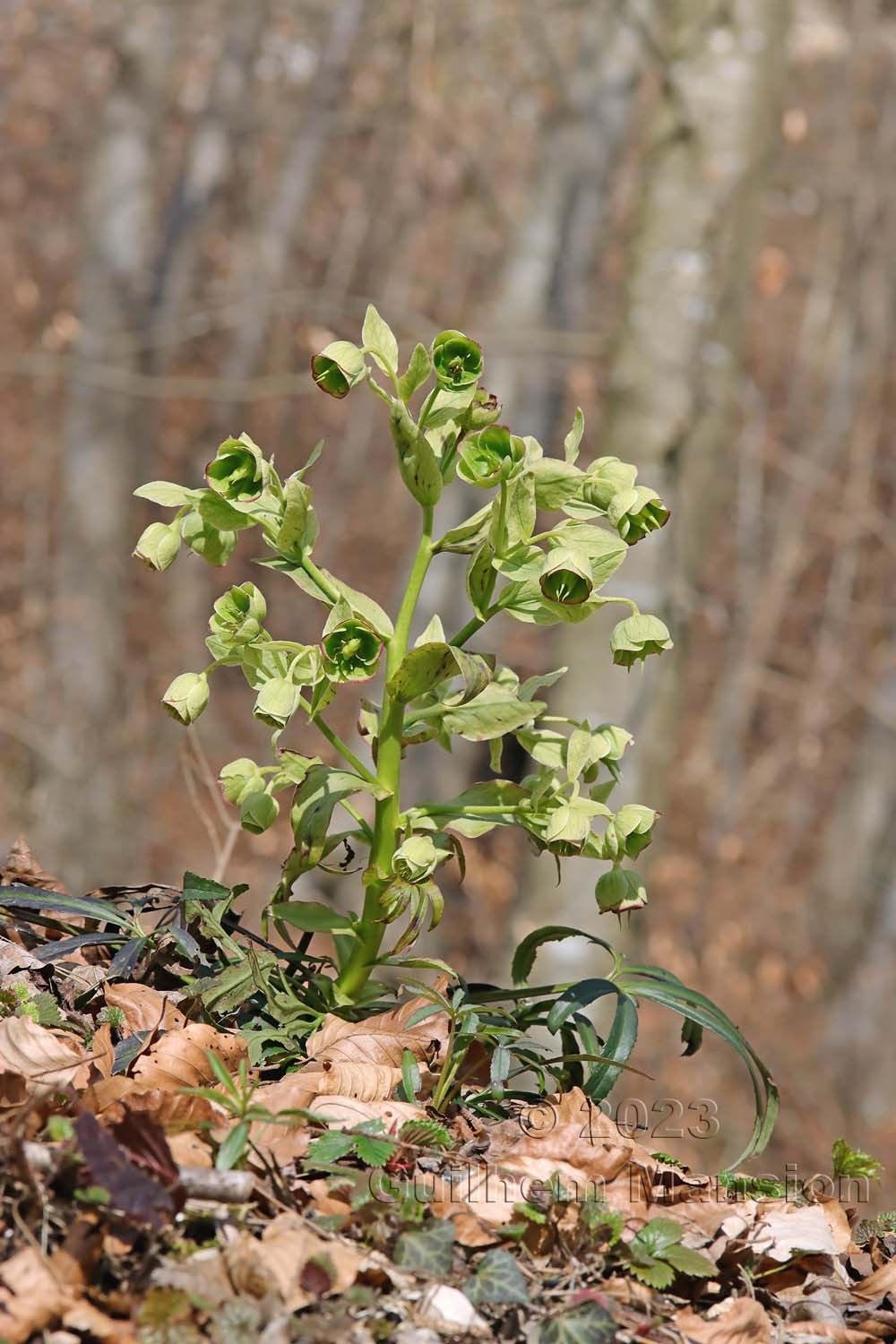 Helleborus foetidus