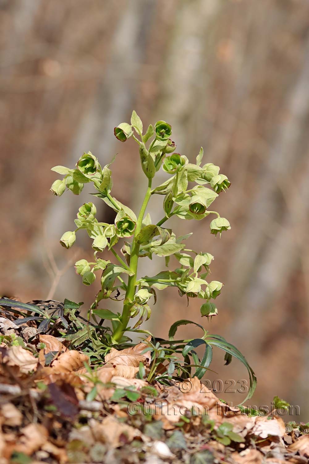 Helleborus foetidus