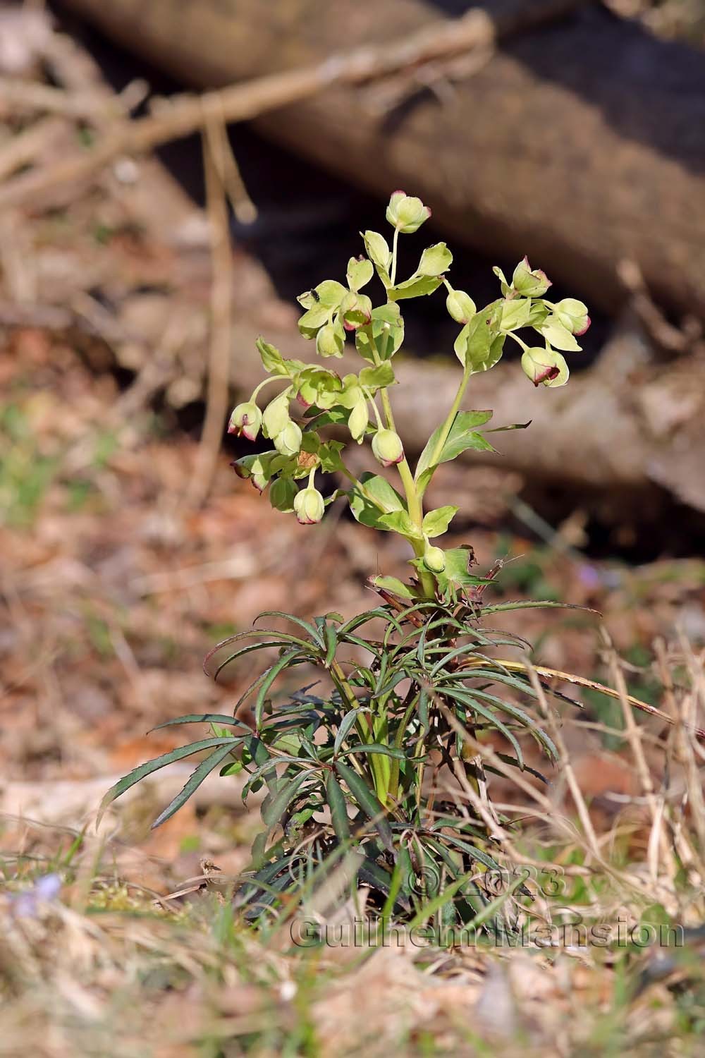 Helleborus foetidus