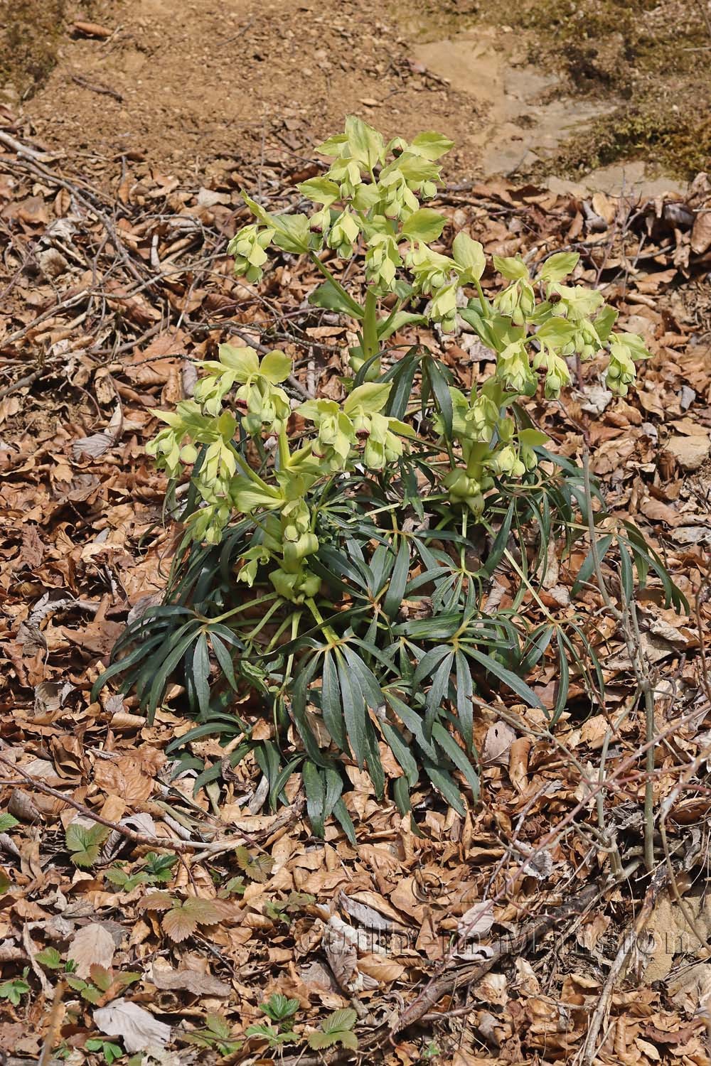 Helleborus foetidus