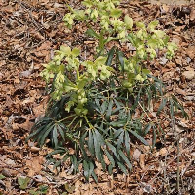 Helleborus foetidus