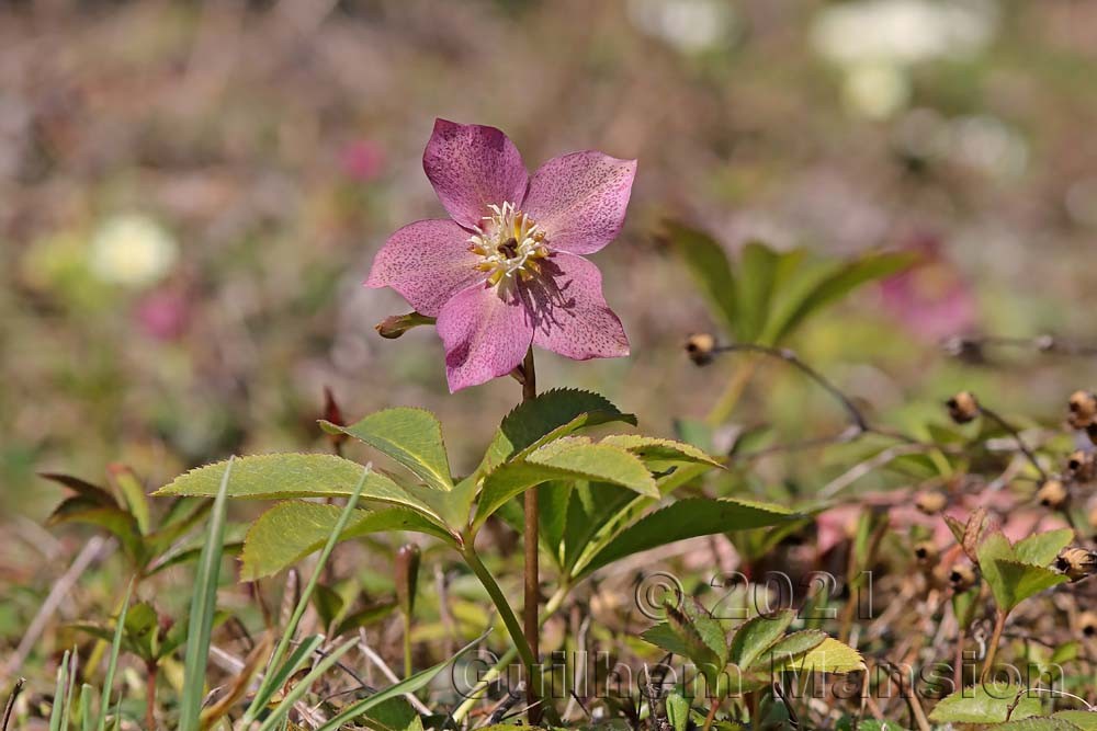 Helleborus orientalis