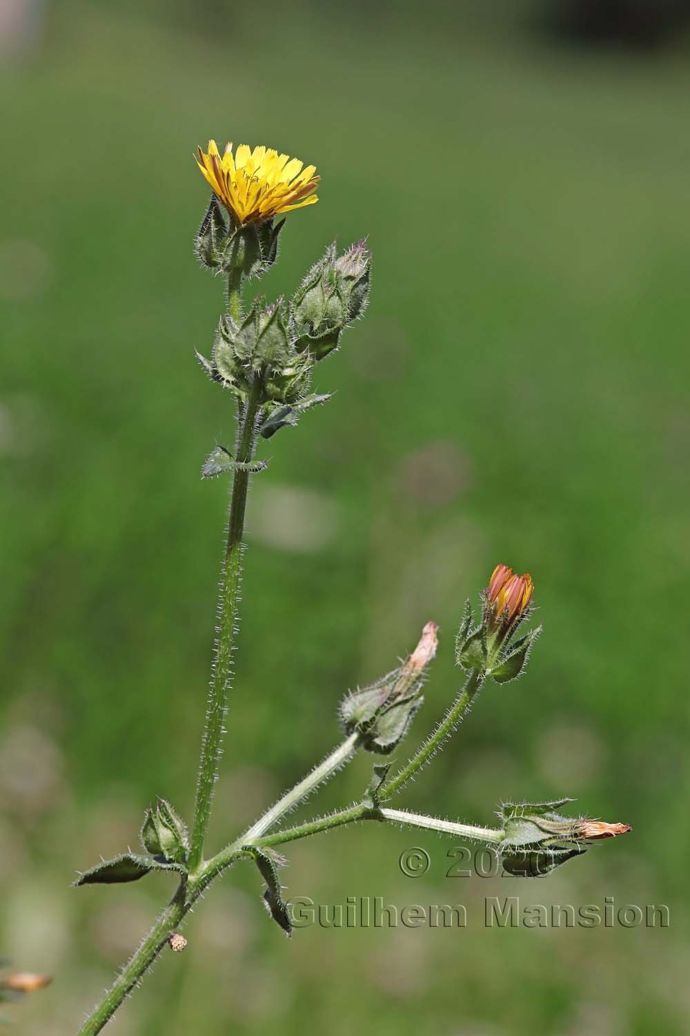 Helminthotheca echioides