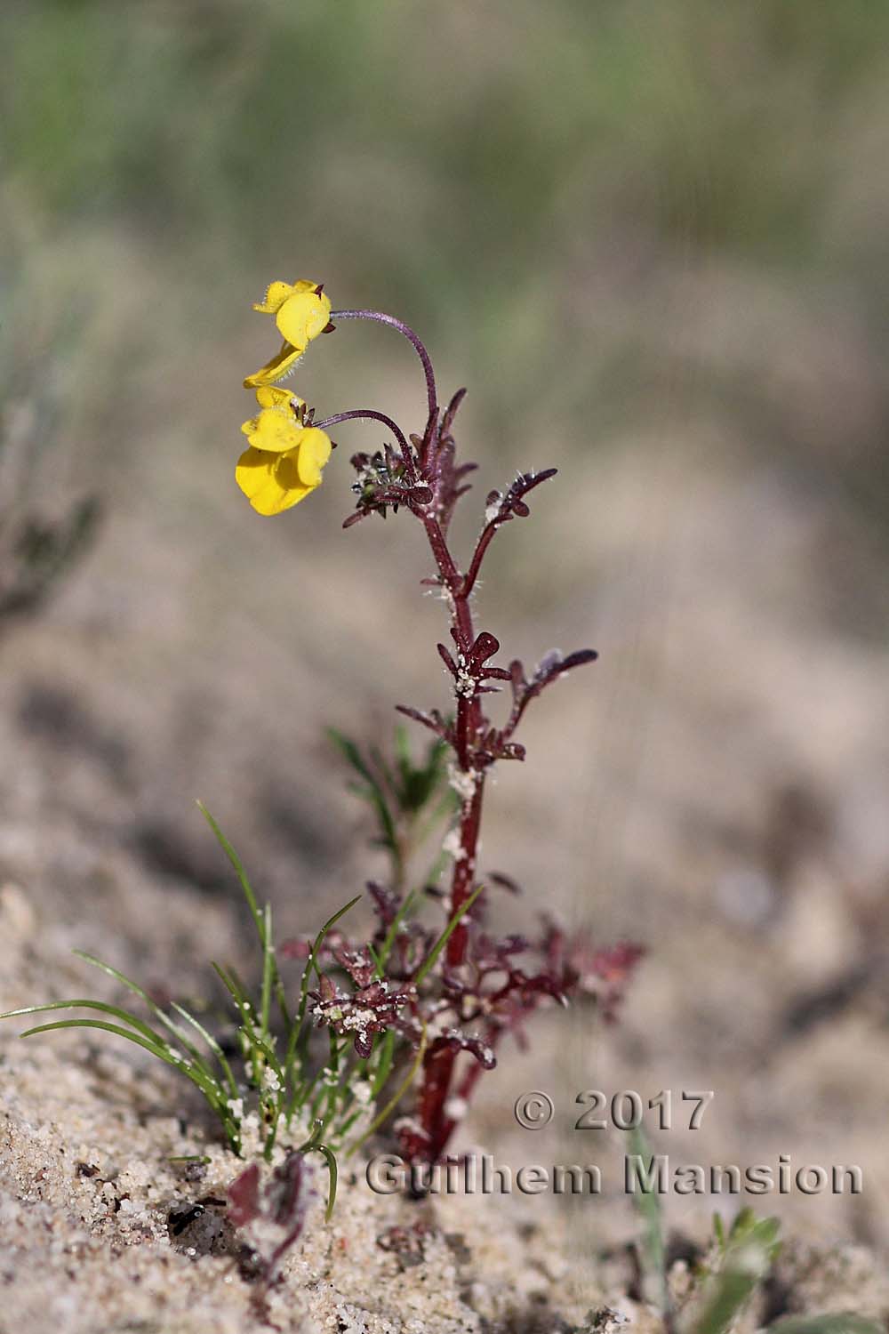 Hemimeris sp.