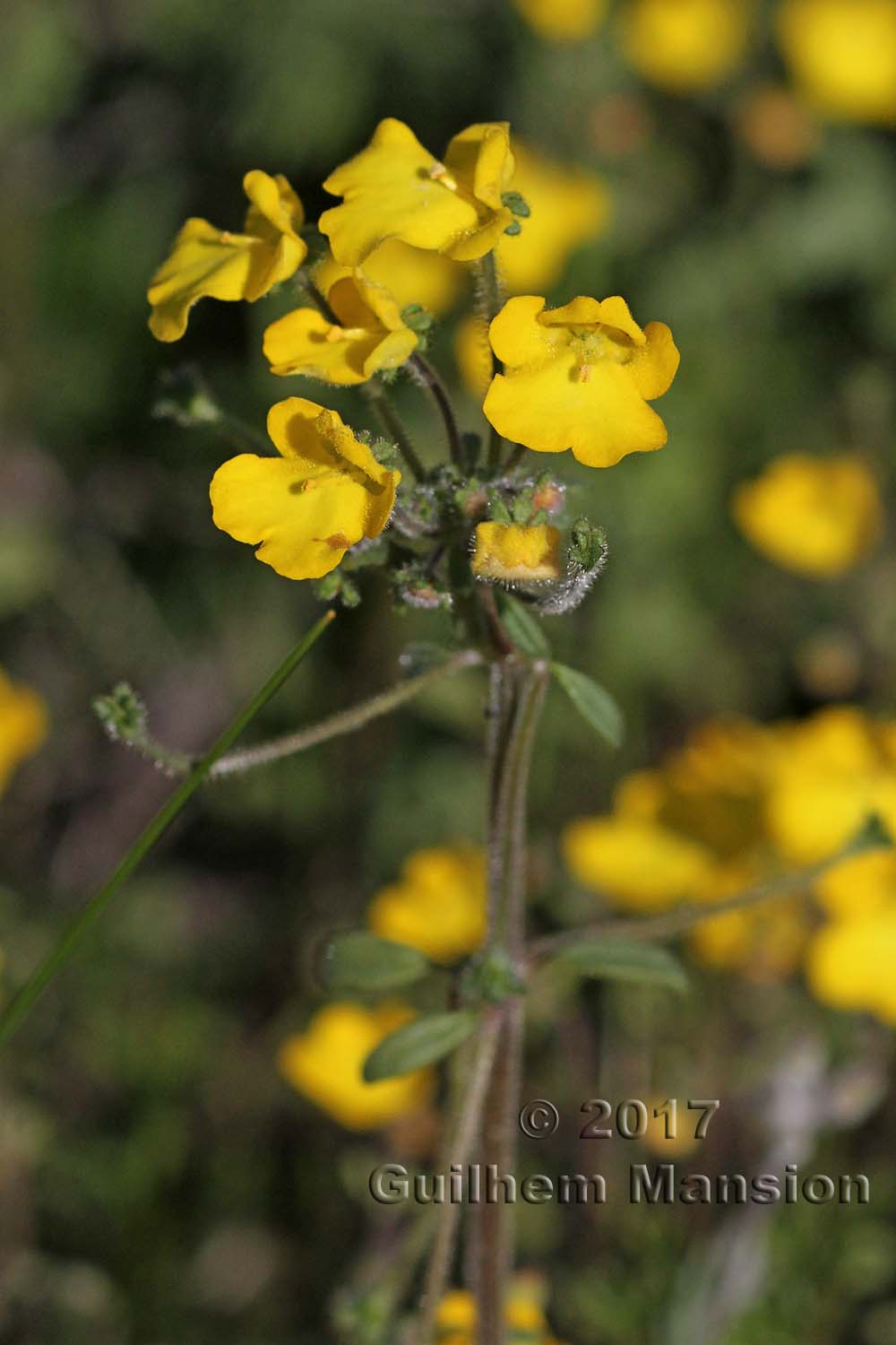 Hemimeris racemosa