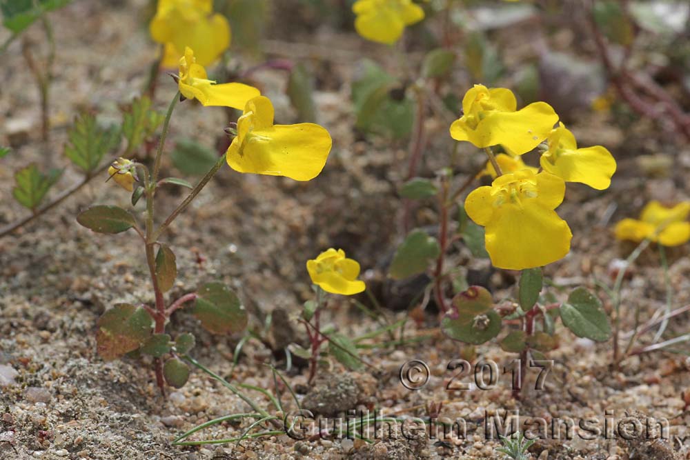 Hemimeris racemosa