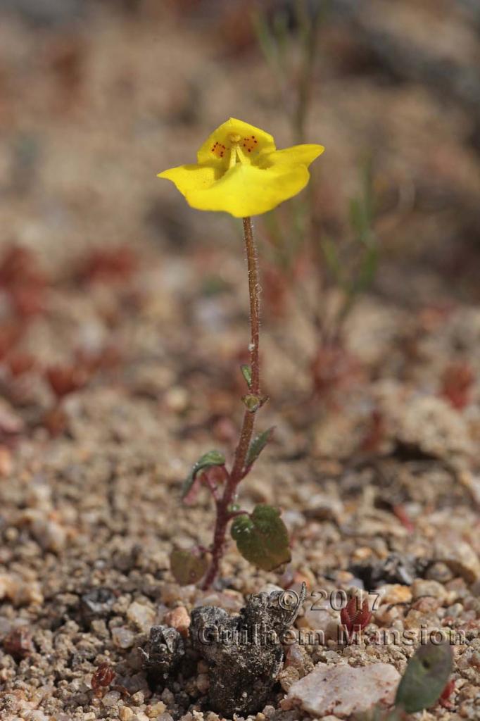 Hemimeris racemosa