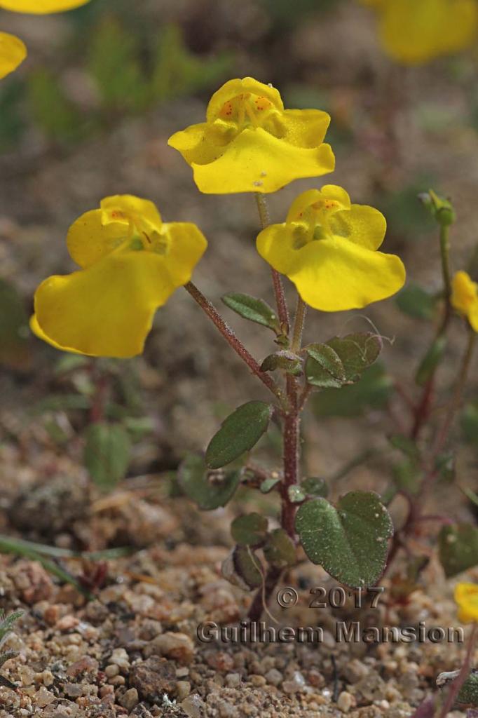 Hemimeris racemosa