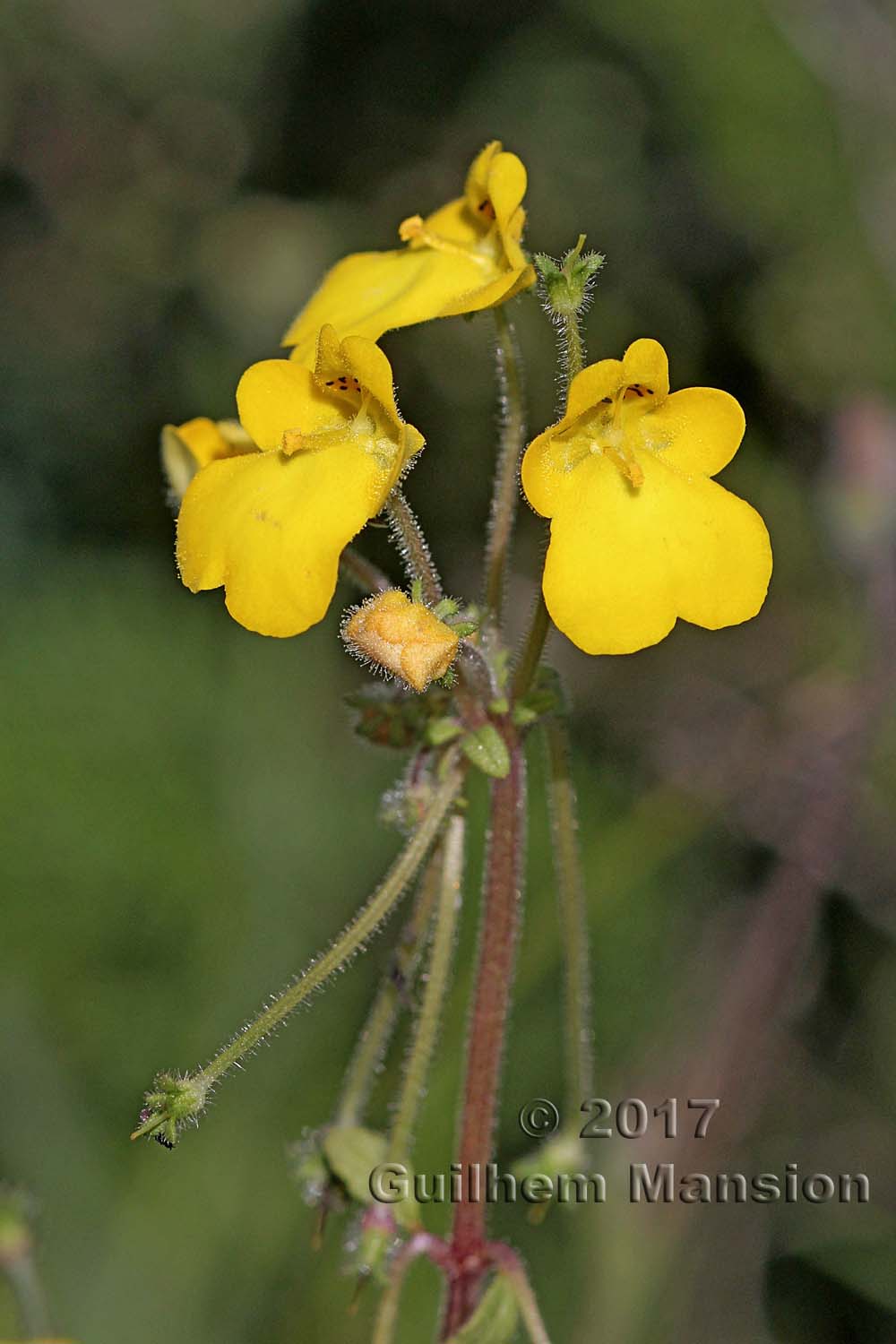 Hemimeris racemosa