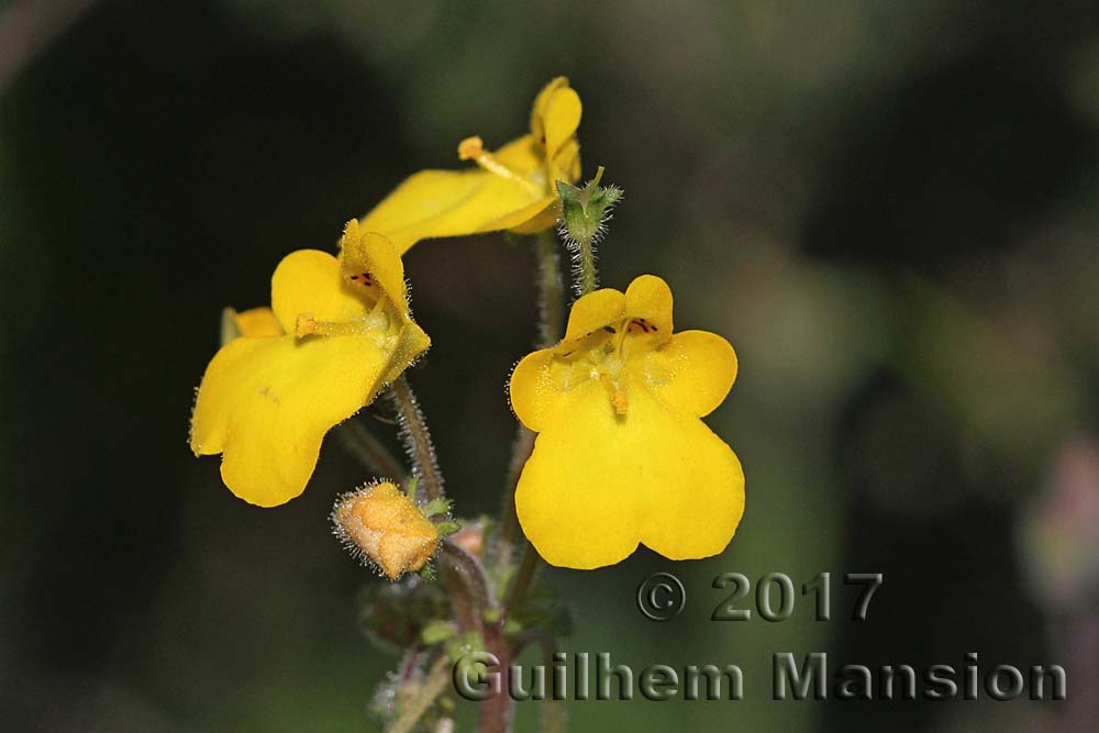 Hemimeris racemosa