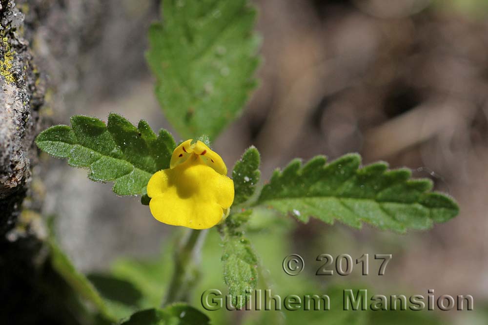 Hemimeris racemosa