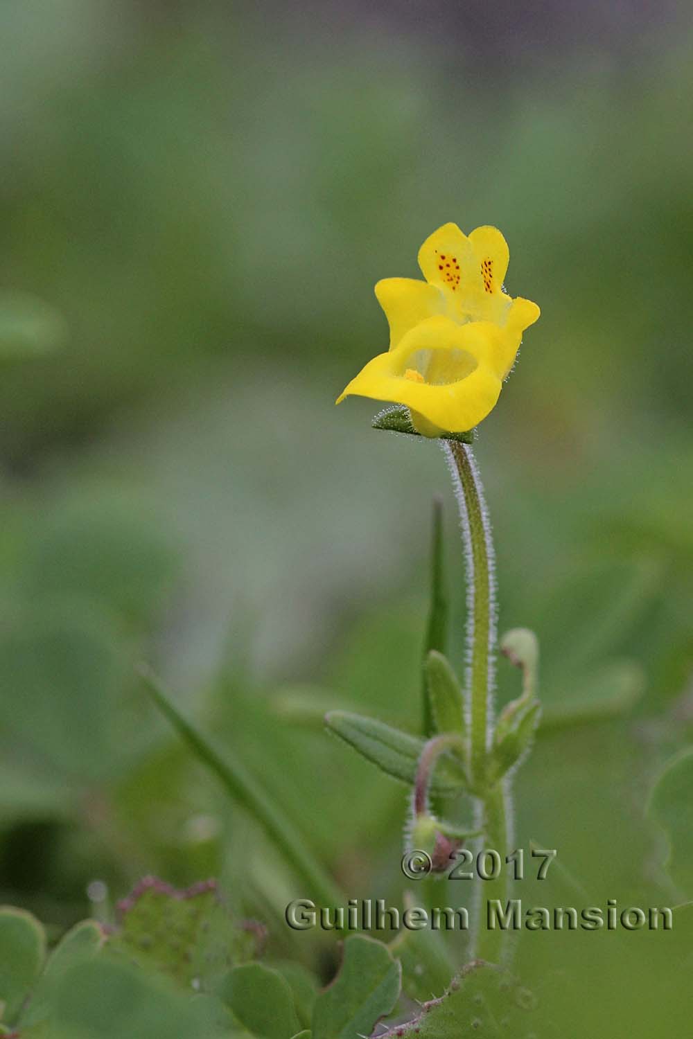 Hemimeris sabulosa