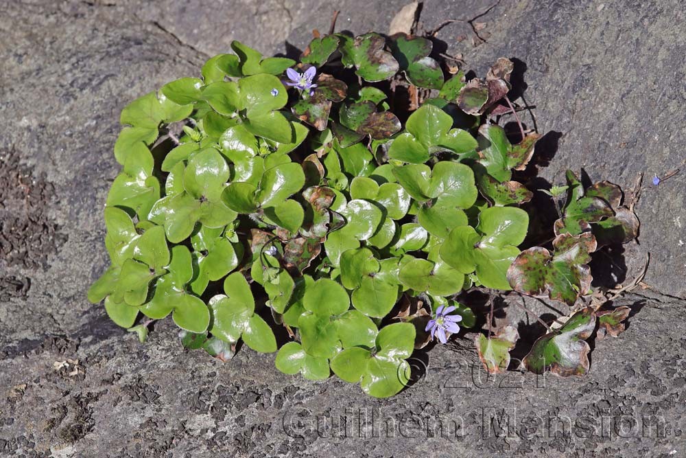 Hepatica nobilis