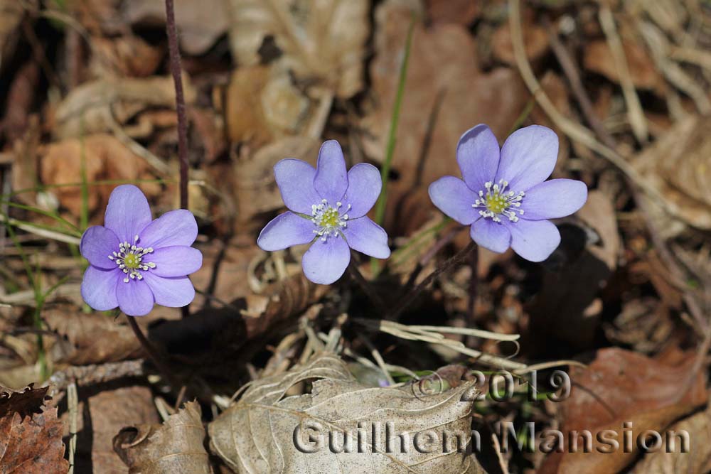 Hepatica nobilis